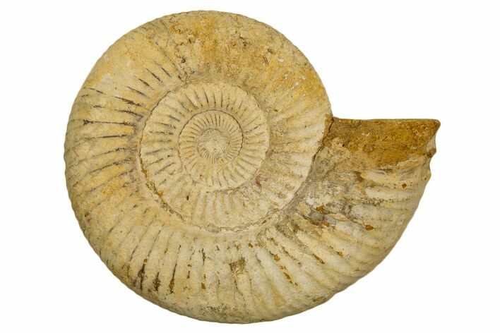 Jurassic Ammonite (Perisphinctes) Fossil - Madagascar #337227